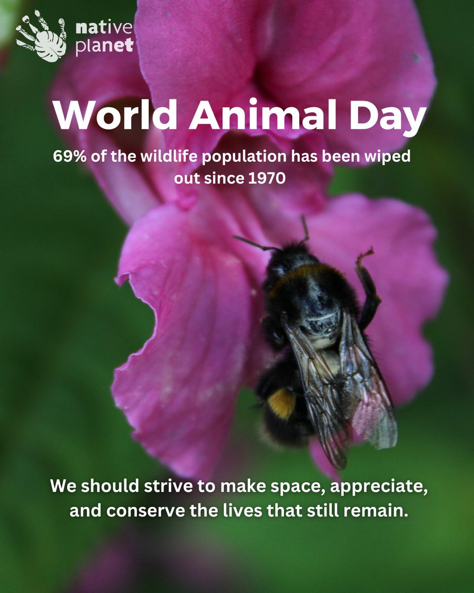 thenativeplanet's tweet photo. #WorldAnimalDay: There is so much beauty in our world in its incredibly diverse, mystical and fascinating creatures. 

We still have it in our power to protect and conserve our remaining wildlife from the finality of extinction. Take action now. https://t.co/DyzQRcHBQo