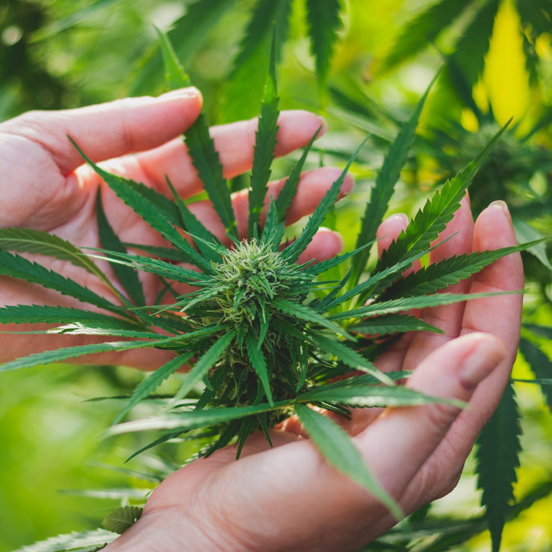 🌱 Big news from Cornell University! Researchers have discovered a gene in hemp that fights against powdery mildew, a major threat to cannabis cultivation. This could be a game-changer for improving crop yield and quality. 🙌phys.org/news/2023-09-g…

#CannabisResearch