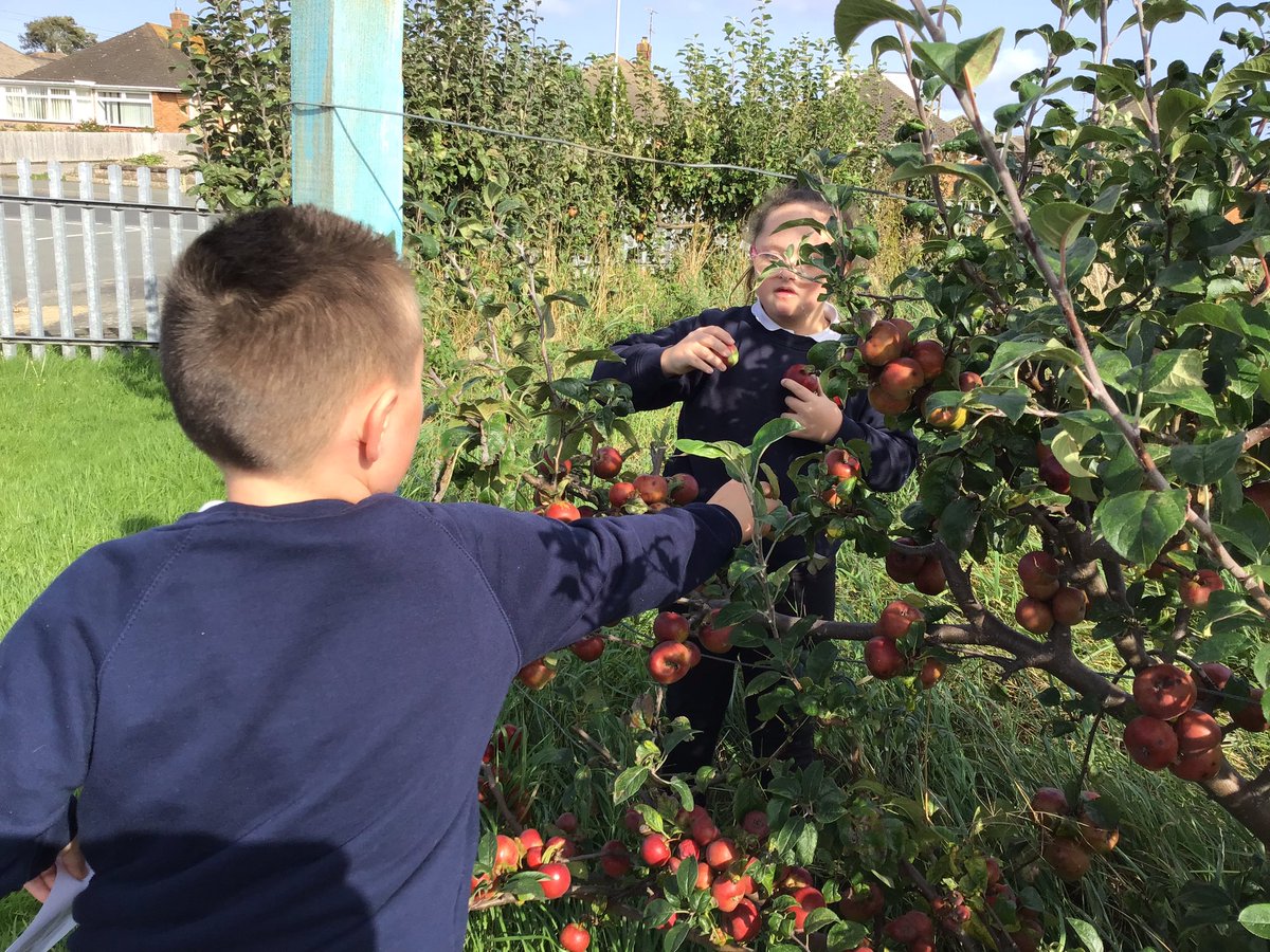 TirMorfa's tweet photo. #ytmalwen picked apples from our school orchard to create an apple tart today. #ytmscitech #ytmhelwb https://t.co/jORXoBtHiq