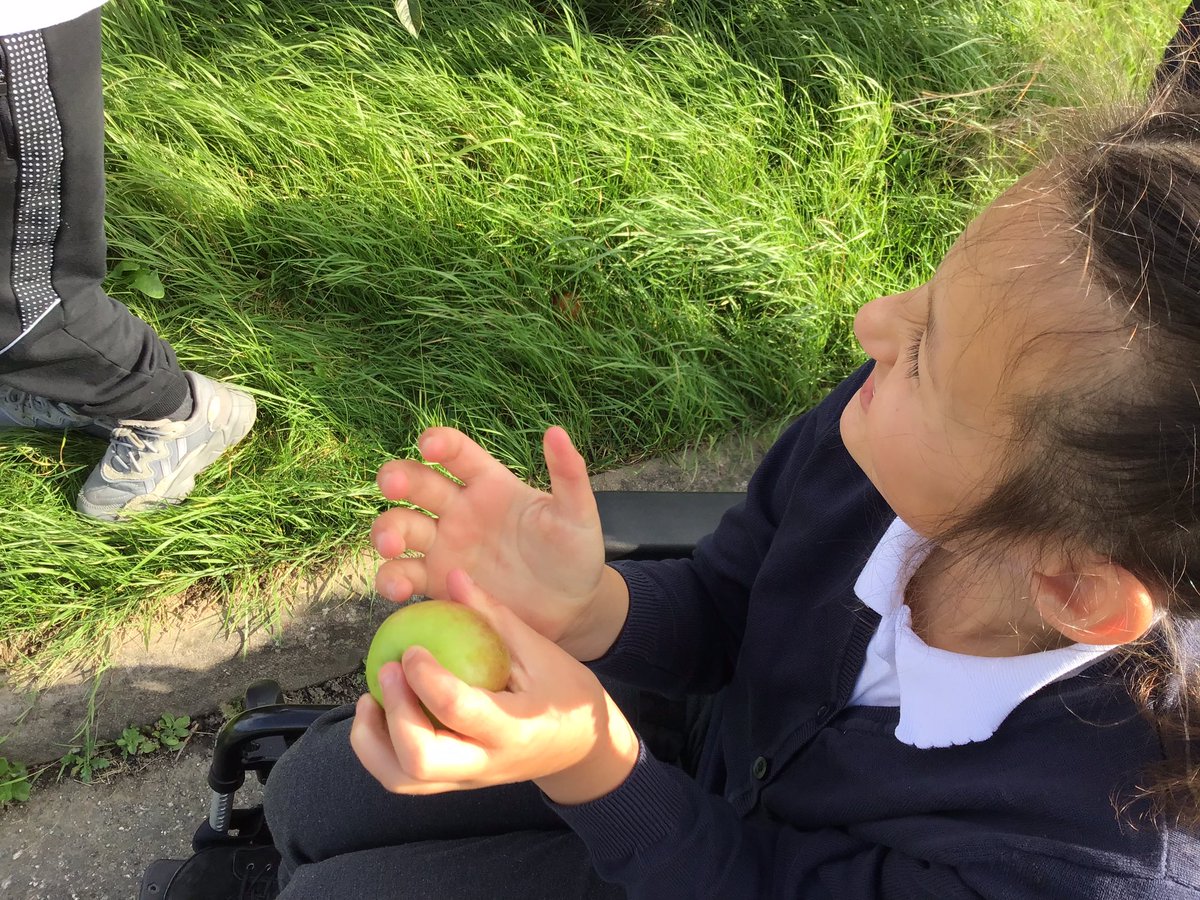 TirMorfa's tweet photo. #ytmalwen picked apples from our school orchard to create an apple tart today. #ytmscitech #ytmhelwb https://t.co/jORXoBtHiq