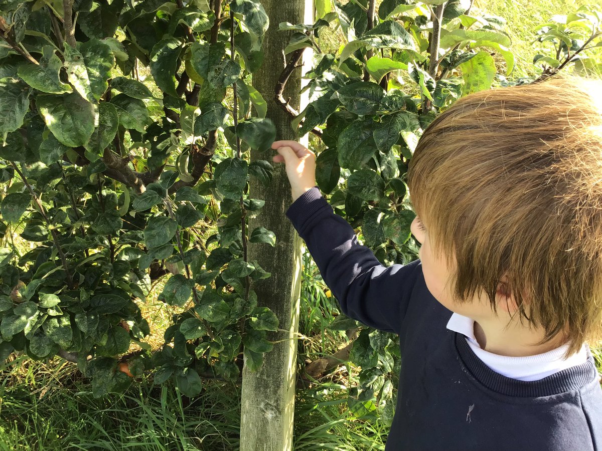 TirMorfa's tweet photo. #ytmalwen picked apples from our school orchard to create an apple tart today. #ytmscitech #ytmhelwb https://t.co/jORXoBtHiq