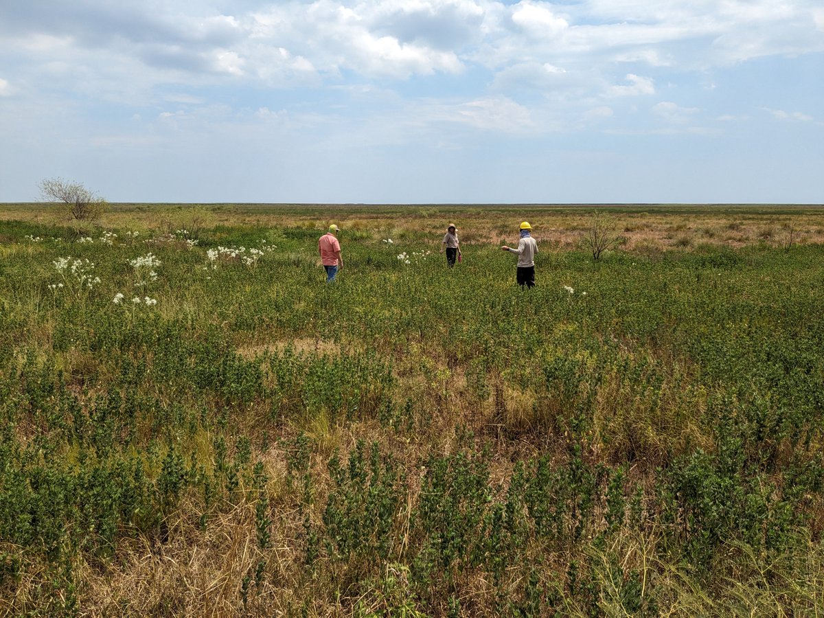 sirrahdnairb's tweet photo. Excited to kick off @ArmyERDC's collab with @USGS, @DucksUnlimited, @USFWS, and @TPWDnews to develop Texas's #BUDM Master Plan with a site selection trip to McFaddin National Wildlife Refuge and J. D. Murphree State Wildlife Management Area
For more info: https://t.co/MVIbrSaiEX https://t.co/ddXiytshjX