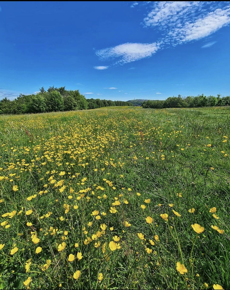 Niall Bache tweet media