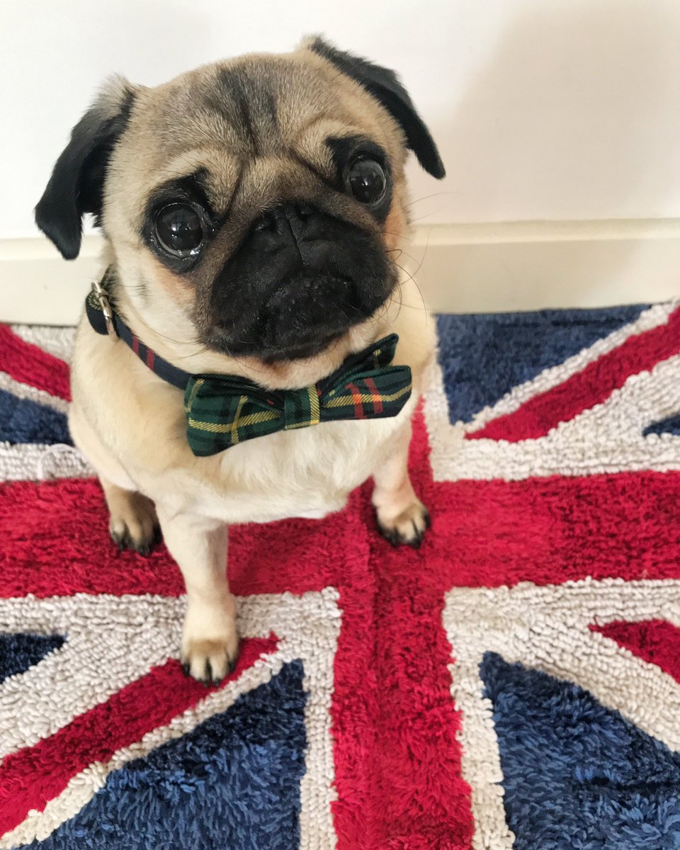 TheBatmanPug's tweet photo. What everyone thinks a British pug looks like 🤵‍♂️🇬🇧 #puglife https://t.co/6eiNOm97M6