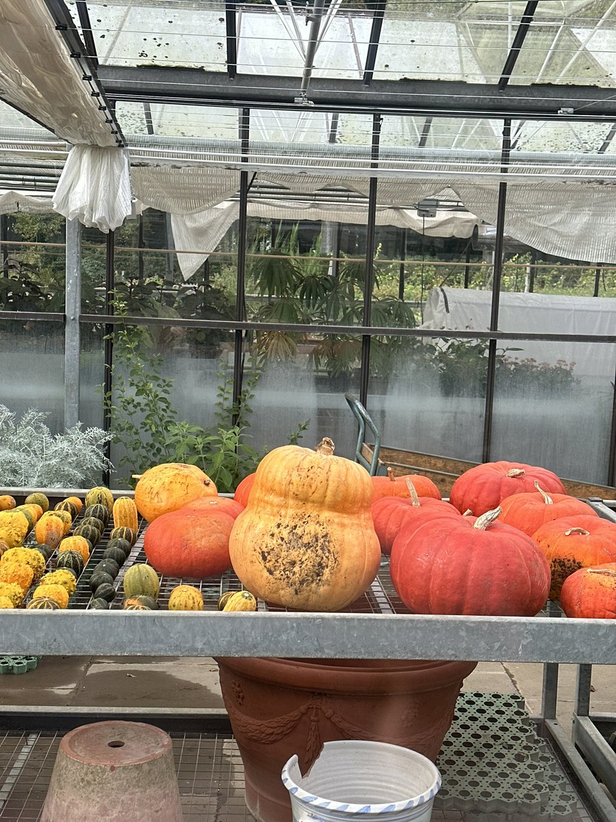 Had a gorgeous time playing for lots of lovely listening people at <a href="/TemperanceCafe/">Temperance Cafe</a> in Leamington last night 💚
Day off today in the Cotswolds 🍂
I found PUMPKiNS 🎃🎃🎃🎃🎃