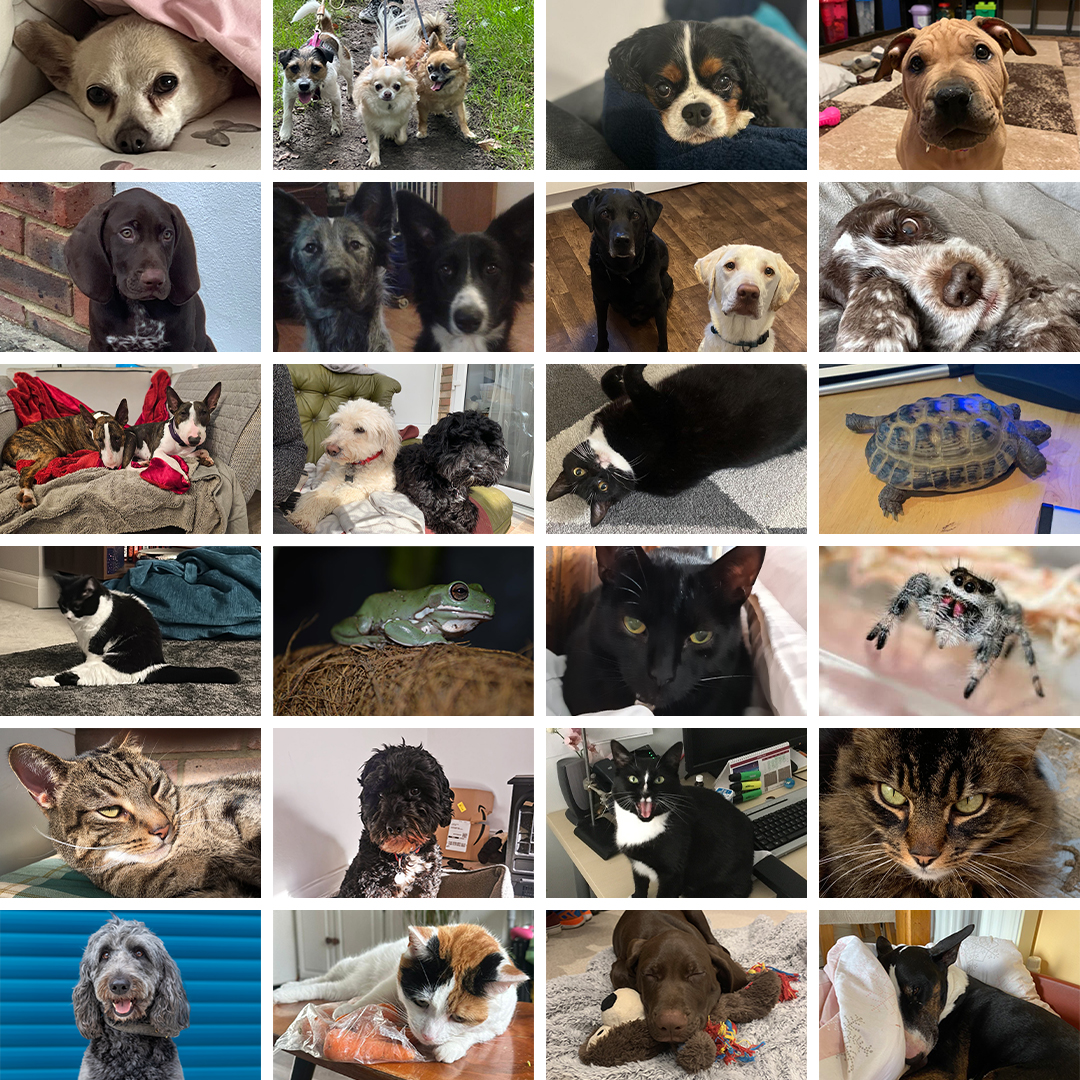 🐶🐱 Happy #WorldAnimalDay!

We're delighted to share glimpses of the adorable pets that bring endless joy to our office at Petributes. Their wagging tails, playful antics, and gentle purrs remind us of the unconditional love and happiness animals bring into our lives.
#PetLove