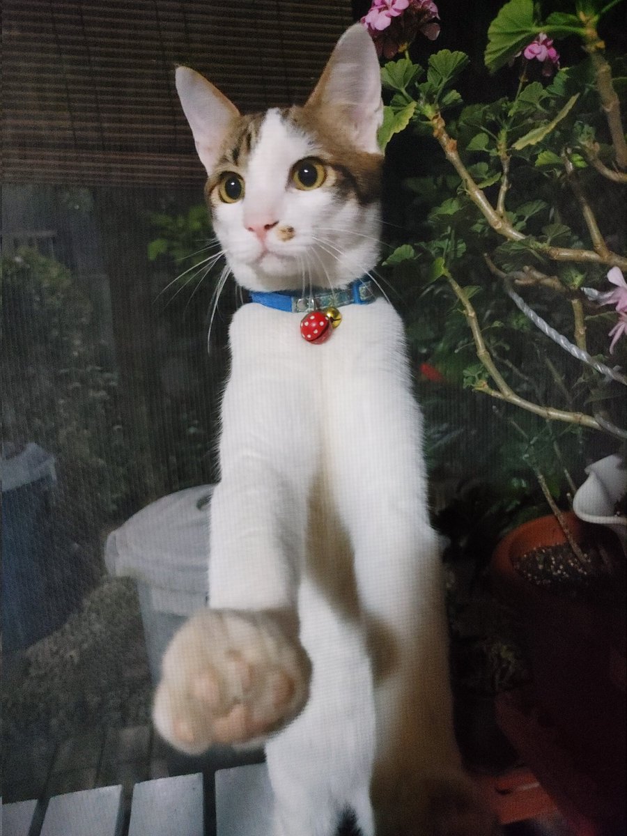 runa_sora_bon's tweet photo. 岡山県瀬戸内市で迷い猫探していませんか？

近所で首輪をした猫がいます。

 #迷い猫 https://t.co/8Lh4B752t3