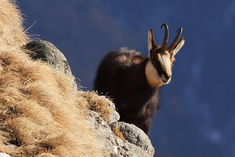 To mark #WorldAnimalDay, enjoy some images celebrating 🇷🇴Romania`s amazing wildlife. Photo credit: Silviu Matei