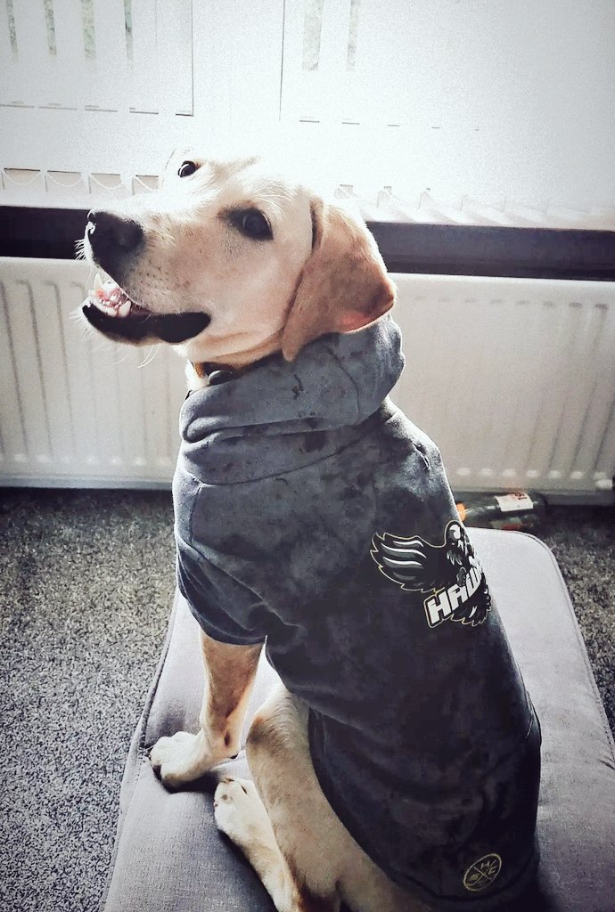 Hockeysouluk's tweet photo. Looks like @TheHawksIHC have a new 4 legged fan!🐾🦅 https://t.co/UNoBn4nlYt
