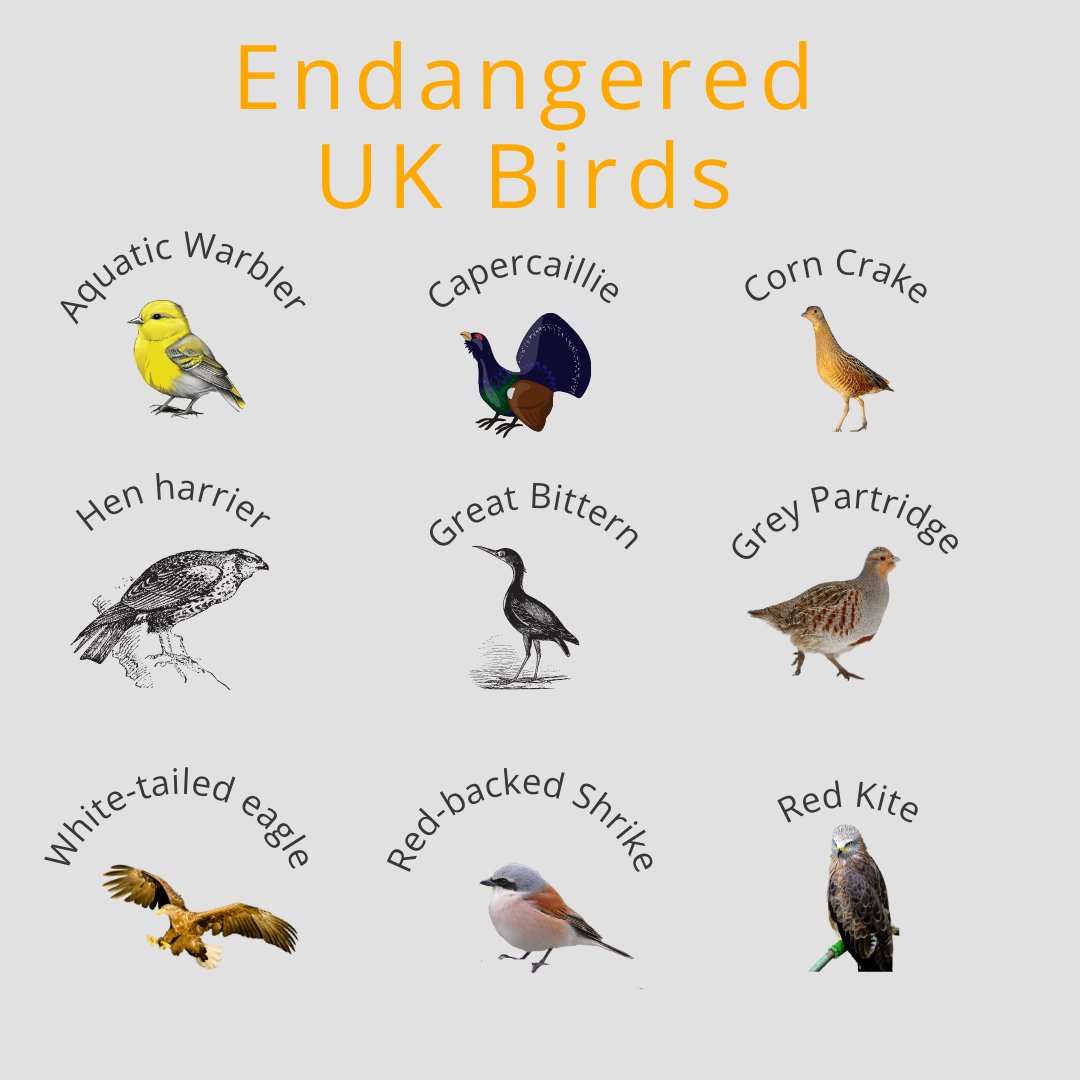 Hey bird lovers! #WorldAnimalDay 🦅🙌

Birds, large and small, need us to be their voice!

We can help protect them from harm – fight poaching, draw attention to cruelty &amp; support animal charities.     

Let's also raise awareness about the endangered birds of prey in the UK!