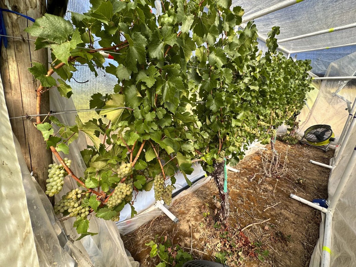 A row of grapes is seen inside the quasi greenhouse at the Oregon State University’s vineyard near Alpine, Ore., on Friday, Sept. 8, 2023. The U.S. West Coast produces over 90% of America’s wine, but it’s also prone to wildfires,