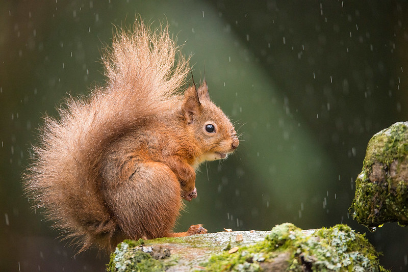 BritishVets's tweet photo. It's #WorldAnimalDay! In celebration, we're shining a spotlight on some fantastic past entries from our BVA Veterinary Photographer of the Year competition 📷

#TeamVet #BVAPhotoComp https://t.co/53u3hz7w38