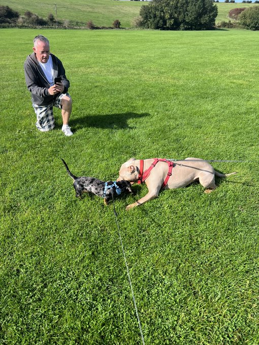 Today while walking Pippin there was a man with 2 Jack Russells who walked past me and said &ldquo;there&rsquo;s