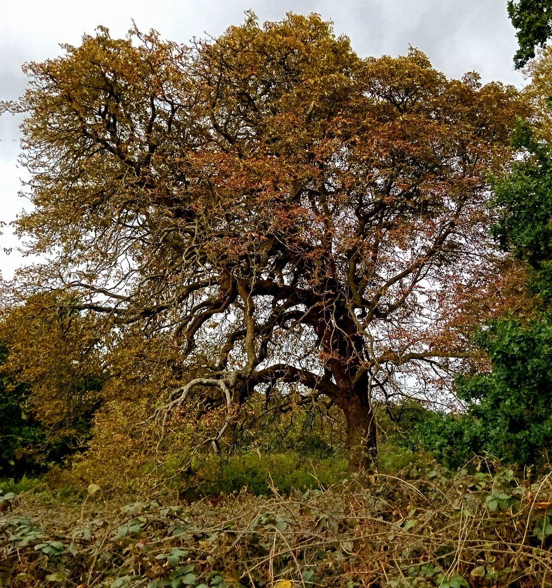 Tinalouisereads's tweet image. Another lovely autumn walk around Baggeridge and Himley #outforawalk #walking #autumnwalks #baggeridge #baggeridgecountrypark #Himley #himleyhall