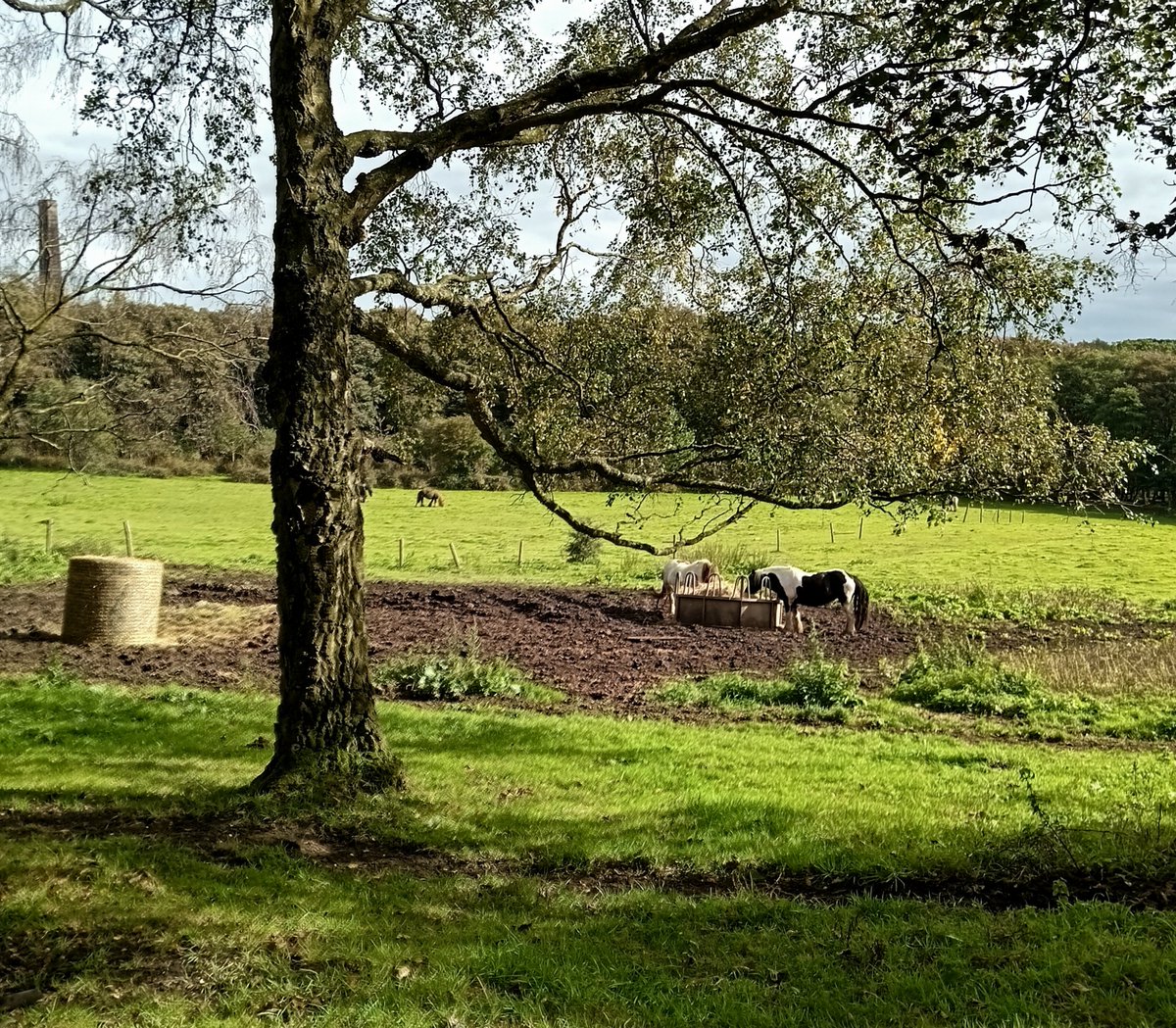 Tinalouisereads's tweet image. Another lovely autumn walk around Baggeridge and Himley #outforawalk #walking #autumnwalks #baggeridge #baggeridgecountrypark #Himley #himleyhall