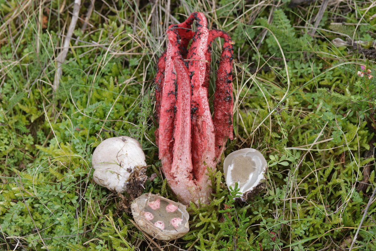 RPilze's tweet photo. Clathrus archeri
#Clathrusarcheri #Clathrus #Tintenfischpilz #octopusstinkhorn #devilsfingers #AnthurusdArcher #dedosdeldiablo #mushroom #mushrooms #fungus #fungi #pilz #pilze #champignons #champignon #nature #natur https://t.co/iqkxleQJdm