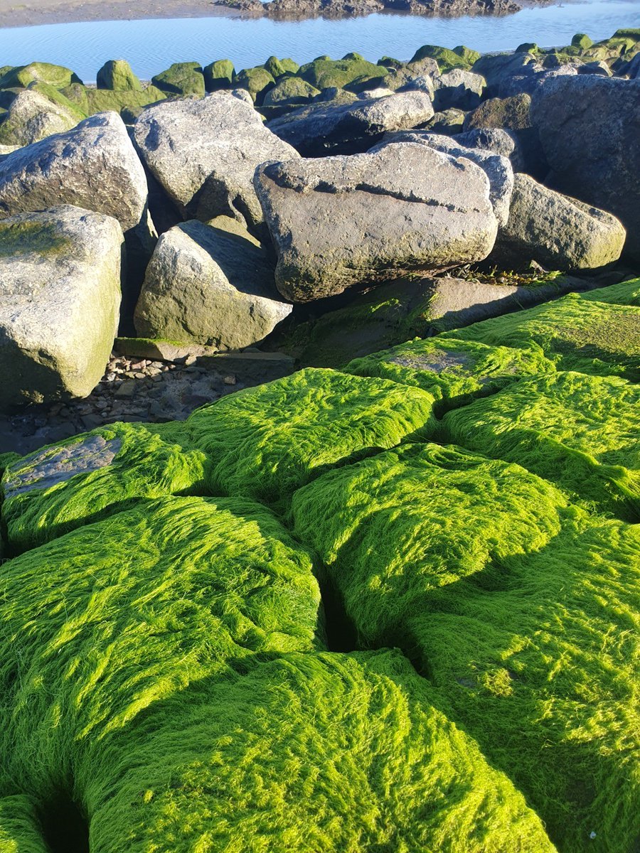 deafsluitdijk's tweet photo. De Afsluitdijk kleurt groen door de Ulva intestinalis, ook wel echt darmwier. Te herkennen aan de groene kleur en darmvorm. Komt voor in kustgebieden met rotsen, breuksteen, zand en modder. Basaltstenen en #quattroblocks bij Kornwerderzand blijken zeer geschikt! ๐ฑ#woensdagweetje https://t.co/272reRdqoY