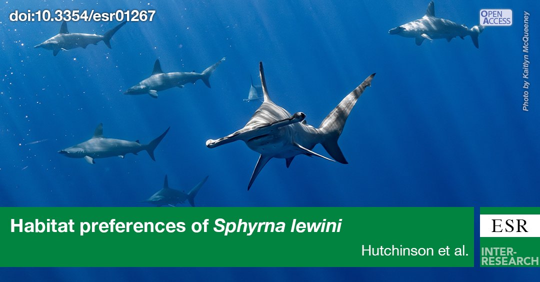 New study out today investigating #movementpatterns and #habitatuse of scalloped hammerheads throughout the Hawaiian archipelago! Check it out here bit.ly/esr_52_41