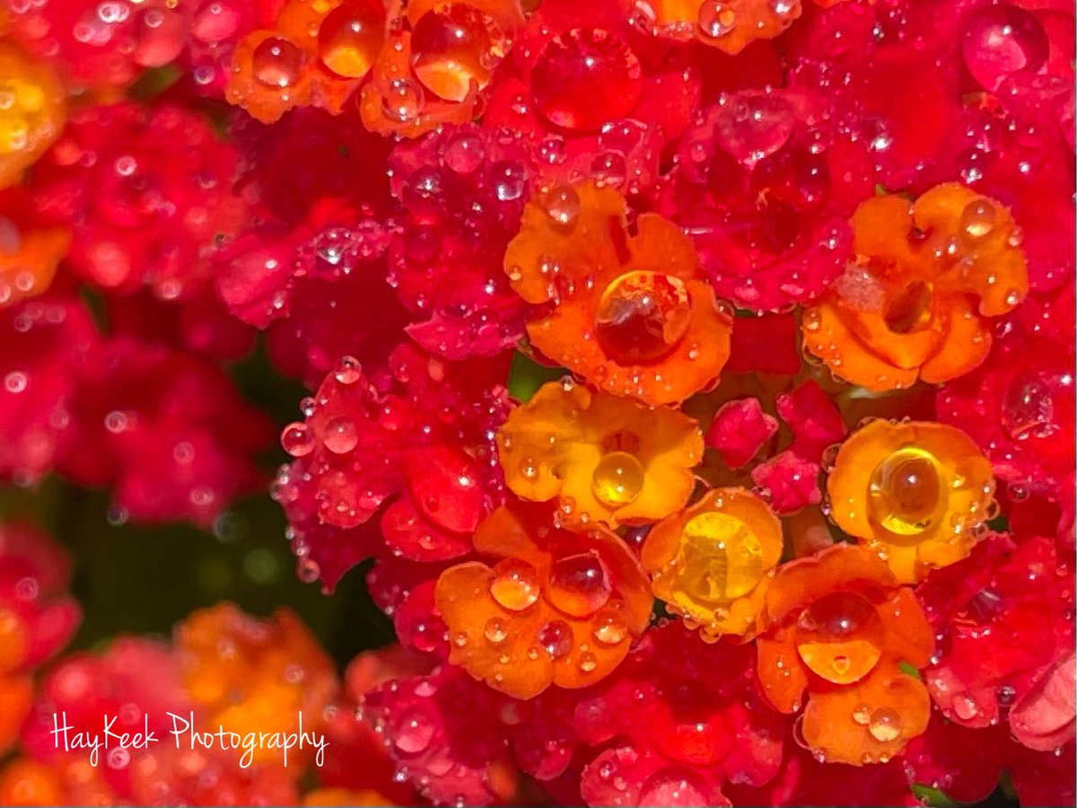 haykeekpics's tweet photo. Using tiny flowers to form a bigger flower is perfection. #Lantana is so beautiful. #Flowers #Blooms #Garden #Plants #Herbs #FlowersofInstagram #BloomsofInstagram #FlowersofTennessee #Nature #HayKeeksYard #HayKeekPhotography #AtokaTN #Tennessee https://t.co/KnqdBDnlIQ