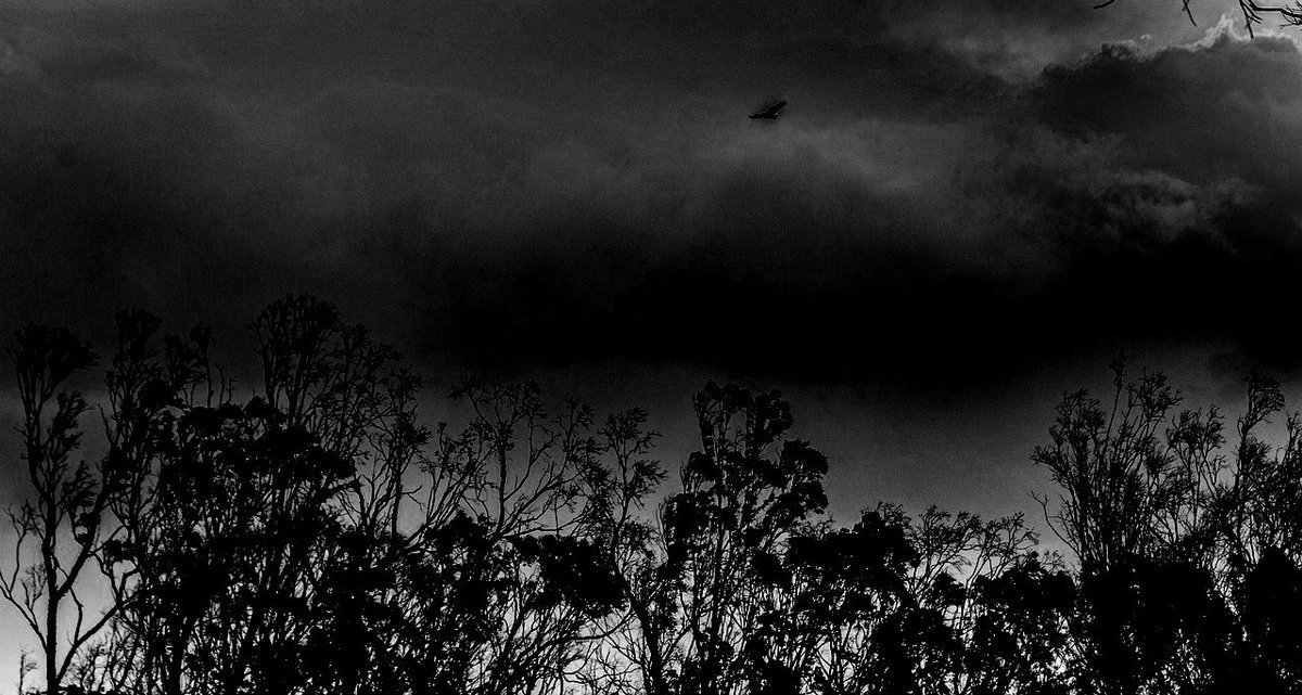 Nachtigall♡ tweet media