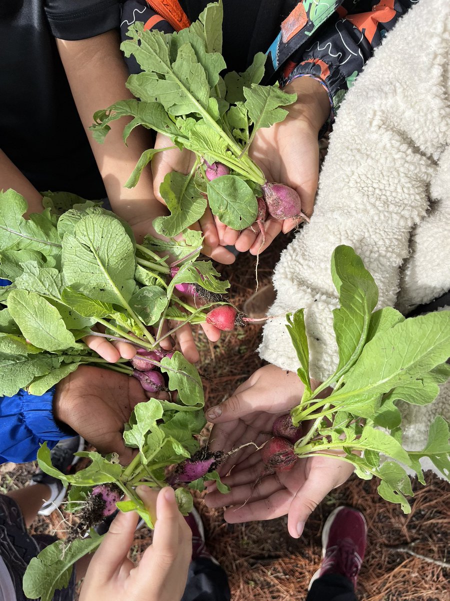 Our very FIRST harvest is happening today at Sinclair Elementary 👩🏻‍🌾@SinclairPTO @readygrowgarden @HoustonISD #radishharvest #fallgardening #happyharvest