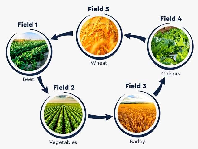 Crop rotation is  a strategy to increase crop yield. Planting an alternating crop helps diversify the demands placed on your soil. Crop rotation results in crops that yield more and consistently produce, so be sure to limit corn-over-corn planting in your fields.
#Soilfertility