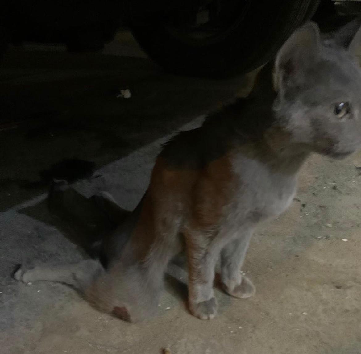 Qhearts | كيو هارتس tweet media