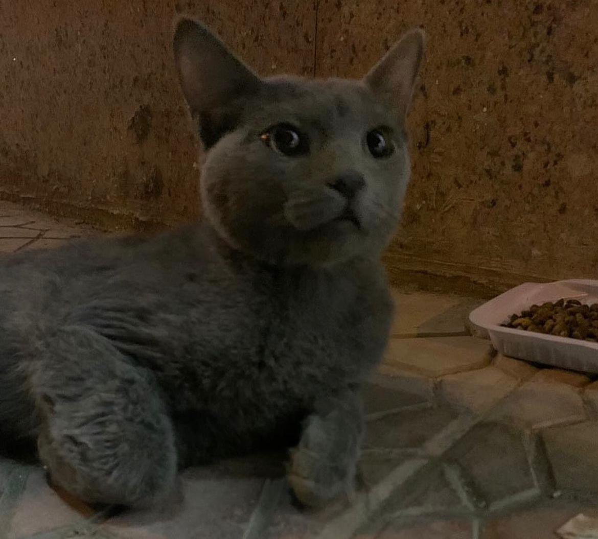 قط من المحتمل انه مدعوس بحاجة لمحتضن عاجل في العلاج ومساهمين بالعلاج في الرياض.
للتواصل:
0556321128

<a href="/AbdullahFarahat/">عبدالله</a> @soundsoul369 <a href="/wailhilal64/">وائل بن هلال المقطري ☁️غيم ومطر 🌧</a> <a href="/RiyadhCats/">RiyadhCats</a>