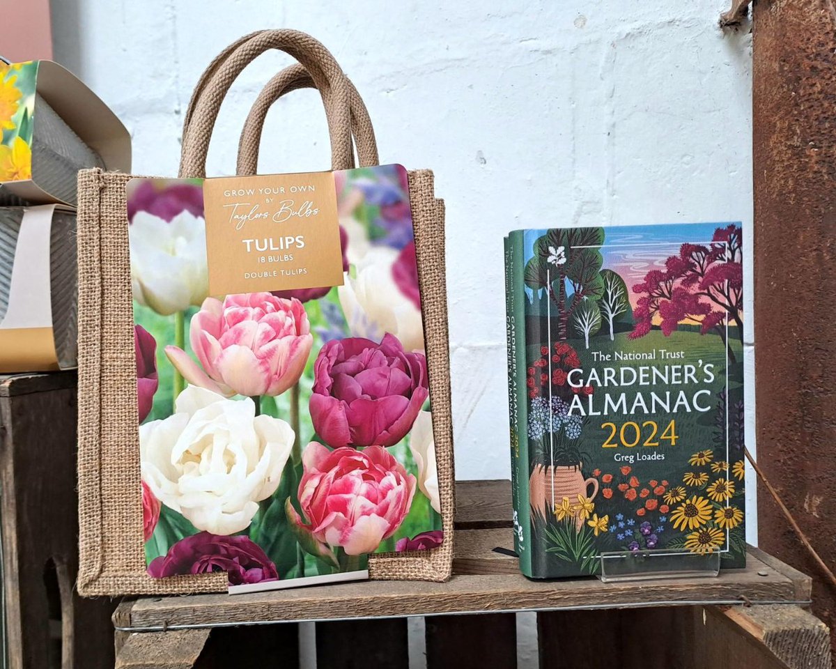 TyntesfieldNT's tweet photo. Autumn is here, but it's not too early to prepare for next spring 🌷

Check out the display between the café and the shop, where you can find tulip, allium, narcissi, crocus, and muscari bulbs, ready for planting ahead of Spring 2024.

#NTShop #AutumnPlanting #SpringBulbs https://t.co/34jSKoIEcP