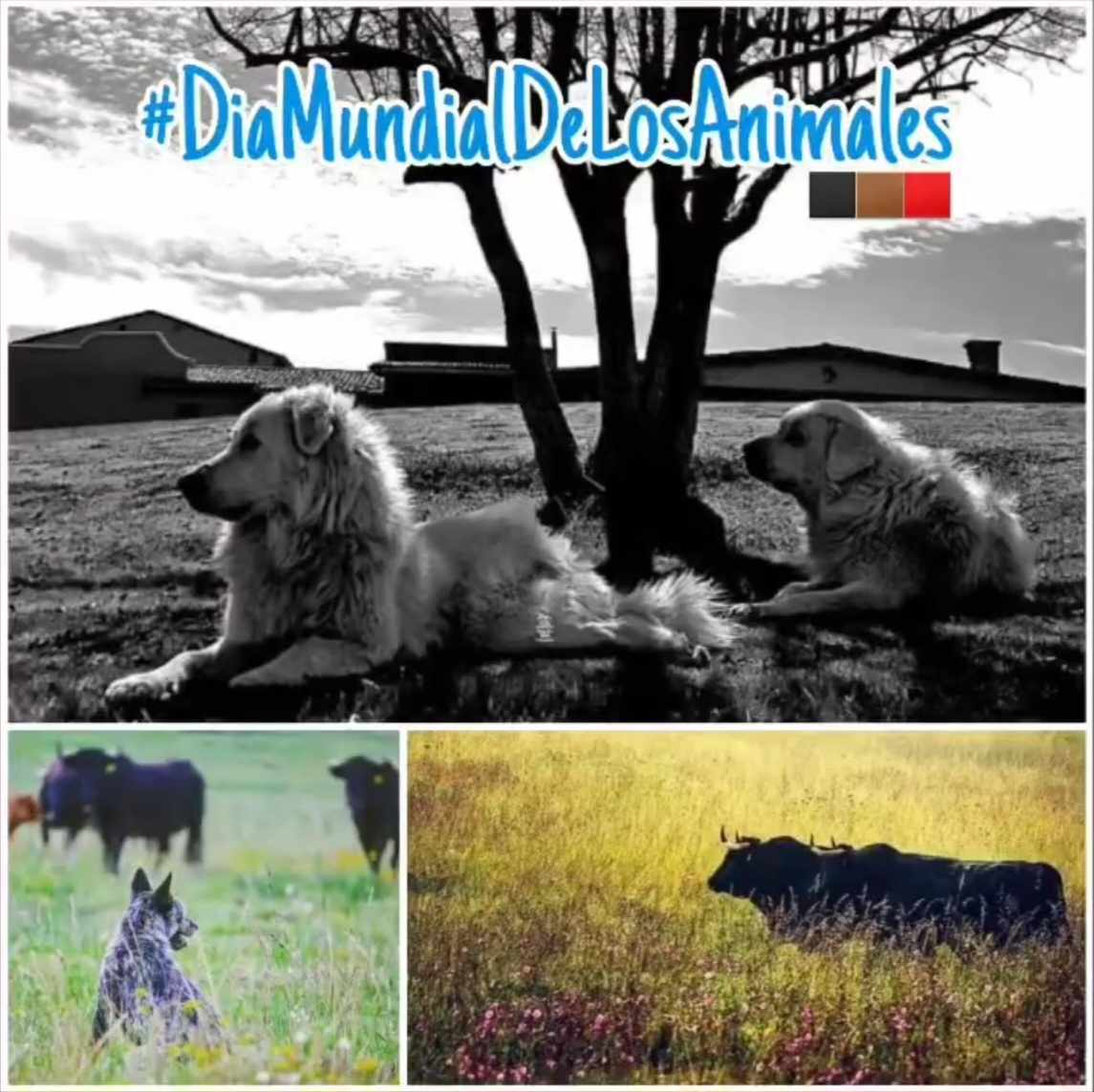 Hoy es día Mundial de los animales...
En Caparica se les ama, se les cuida y se les respeta.

#diamundialdelosanimales #Biodiversidad
#BienestarAnimal #Belleza #Naturaleza #México #CampoBravo