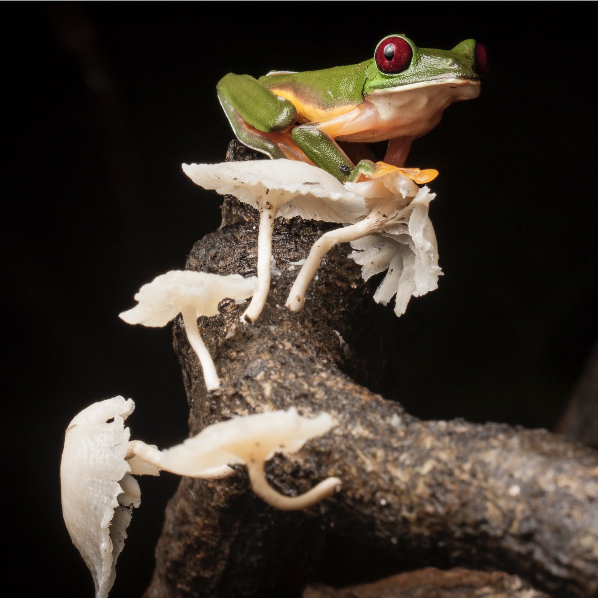 vickyflechas's tweet photo. 📢Hoy en @Nature los resultados de la 2da Evaluación Mundial de Anfibios (GAA2). + de 100 científicos y la evaluación de + de 8 mil especies. Cambio climático, enfermedades y destrucción del hábitat son las > amenazas 👉 https://t.co/wc7YVuhmCC #SaveAmphibians #SaveSalamanders https://t.co/L334Isg9Xa