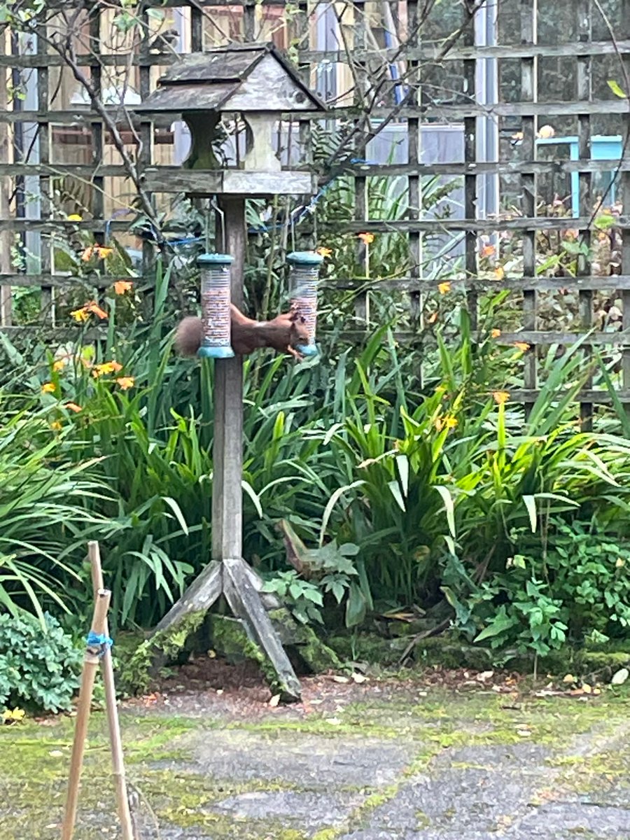 Trustinthepark's tweet photo. 🌰We are doing our bit for Scottish Red Squirrel conservation during our #InStepwithNature challenge this week! 

📷Thank you from Debbie one of our #WalkinthePark health walkers for these cheeky chappies!

@PathsforAll @ourlivepark https://t.co/GJvlvWKf9i