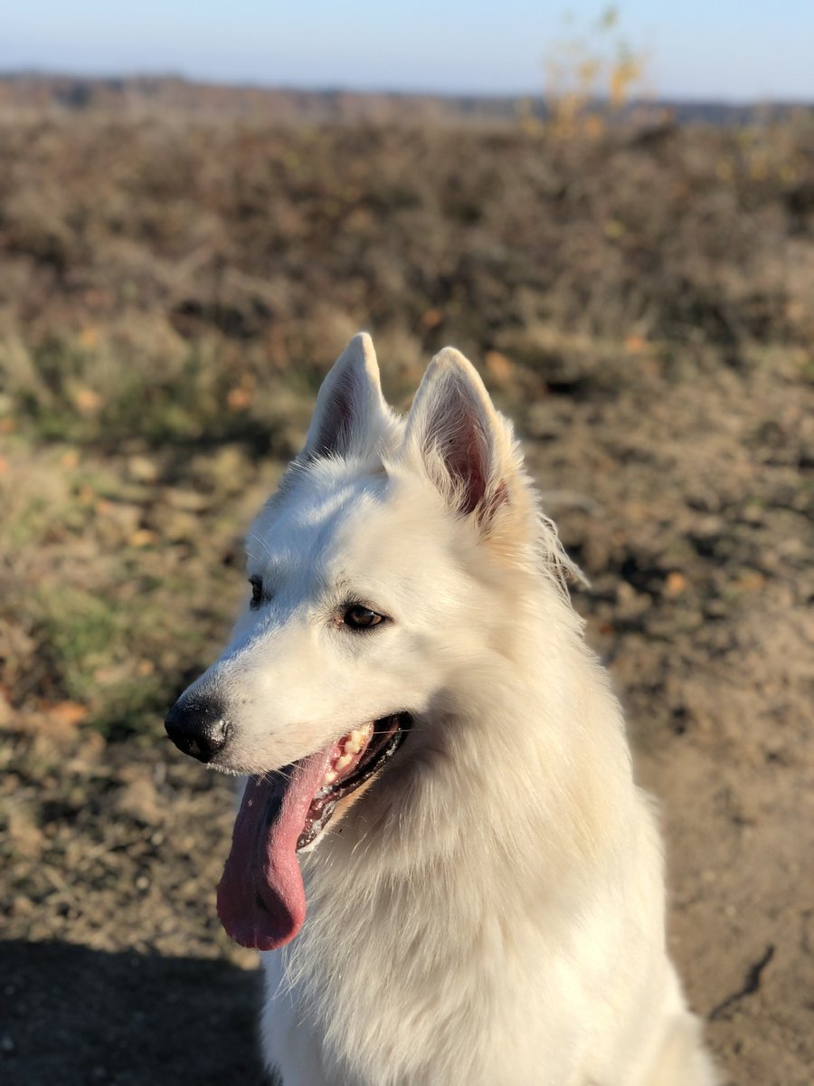 As everyone is showing off with their pets, I will also join with my buddy #Storm

#WorldAnimalDay2023