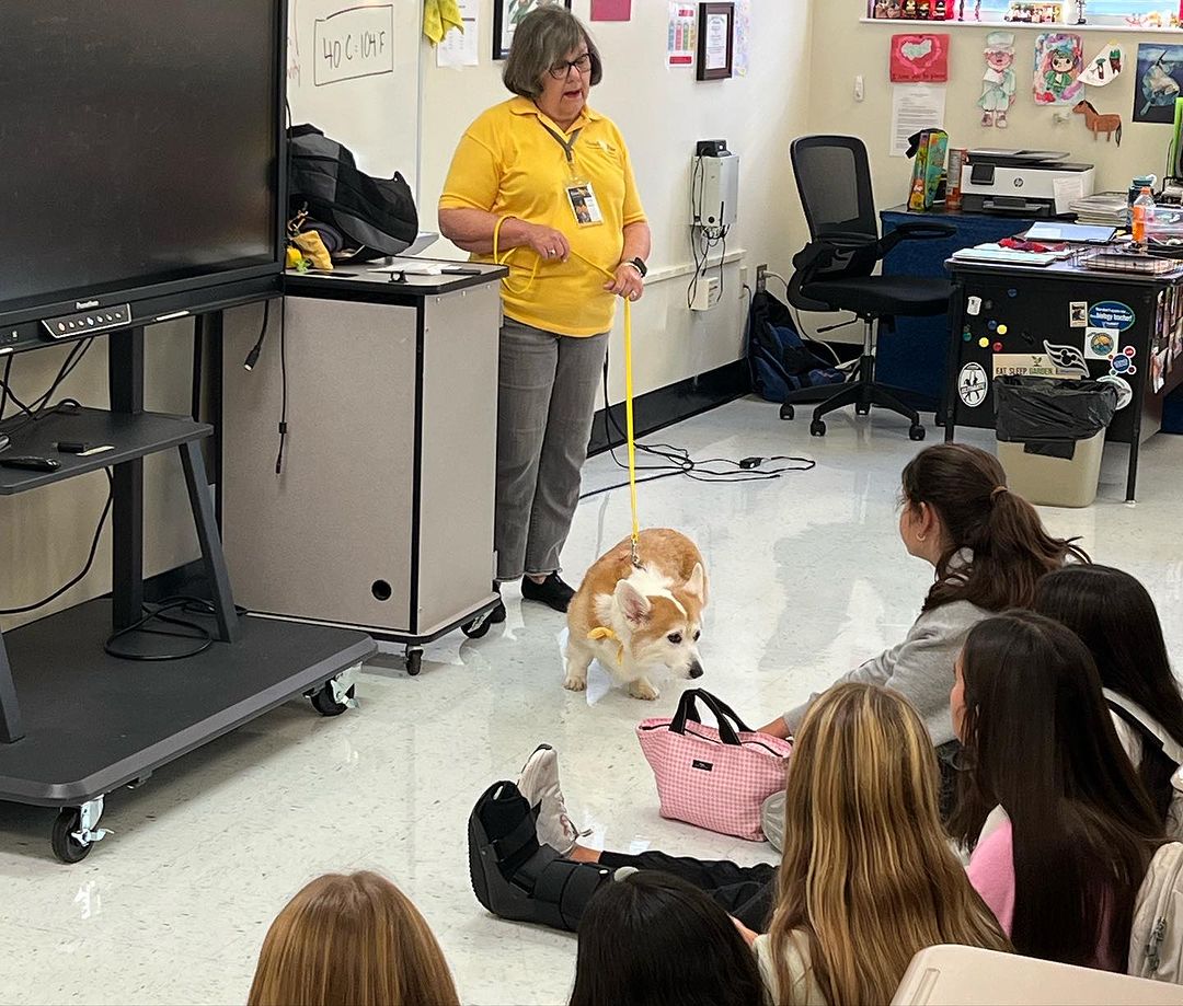 HandinPawAL's tweet photo. Chester the therapy Corgi got all the attention and love while visiting the Paws & Claws Club at Vestavia Hills High! 🐶❤️ What a great group of kiddos! Thank you for letting us come visit!
#handinpaw #animalassistedtherapy #animalassistededucation #therapydog https://t.co/eIa1JJfNm6