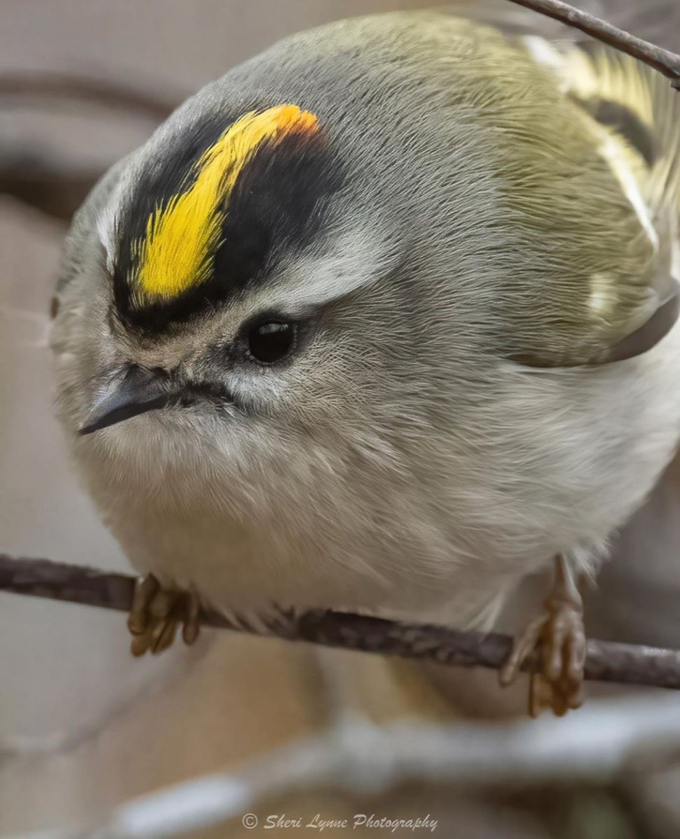 WakeGOV's tweet photo. Celebrate the #YearOfTheTrail and #BirdabilityWeek 2023 with @WakeGovParks! 

From Oct. 16 -22, several of our parks and preserves have planned special programs to make birding inclusive and accessible to everyone. 🐦🦉🦅

Check it out ➡️ https://t.co/ydtX26mpc3 https://t.co/UiFCLp4vFv