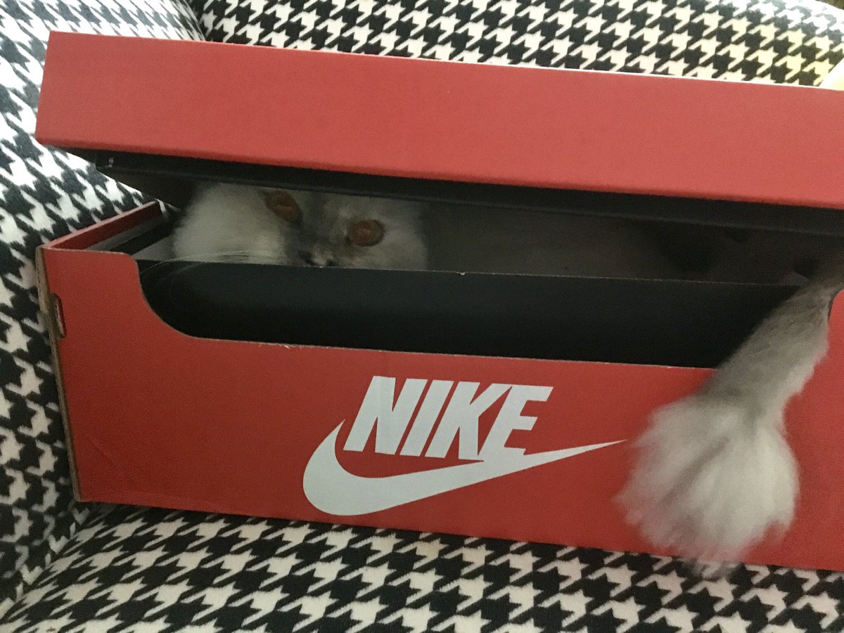 Nike Yeni Sezon Ürünü “Nike Air Cat” 🐕 
Tüm @Nike  @nikestore Mağazalarında 👍🏻
#Nike 
#Cat #Kedi 
#PatiyeElVer
#HayvanlarıKorumaGunu