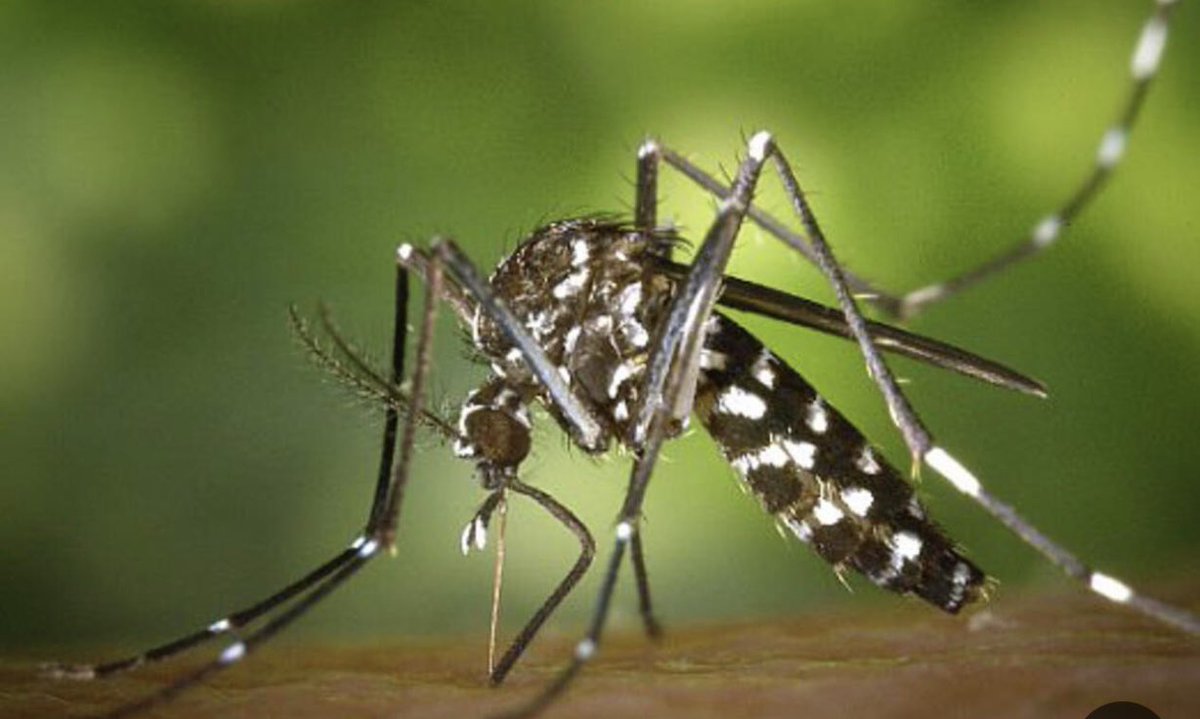 #مناجاة 
  يا مَنْ يَرى مَدّ البعوضِ جناحَها 
                  في ظلمةِ الليلِ البهيمِ الألْيَلِ
ويرى مناطَ عروقِها في نحرِها 
            والمخَّ من تلك العظامِ النُحَّلٍ
ويرى خريرَ الدمِّ في أوداجِها 
                 متنقّلًا من مَفصلٍ في مفصل