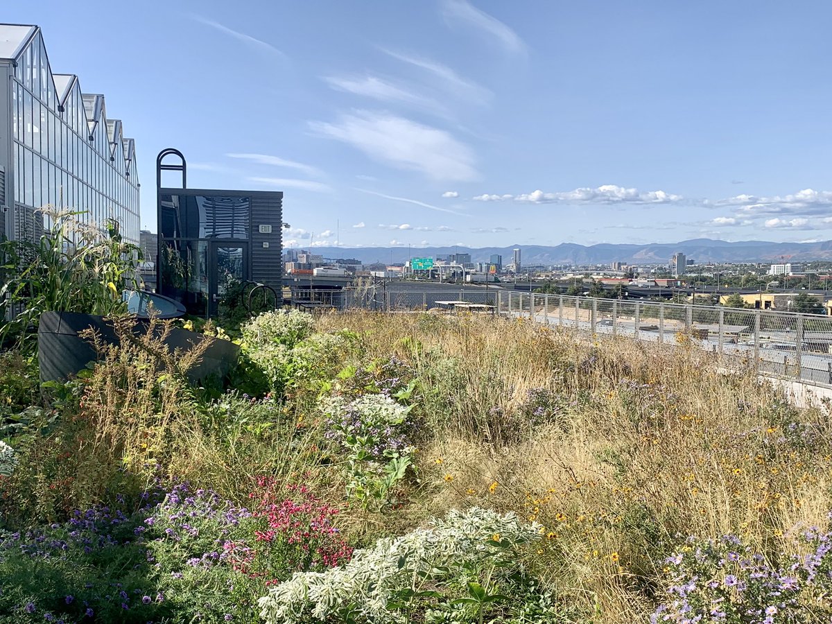 This view never gets old. Flourishing garden (on a ROOF!) in October. Too lucky. <a href="/CSUSpur/">CSU Spur</a>