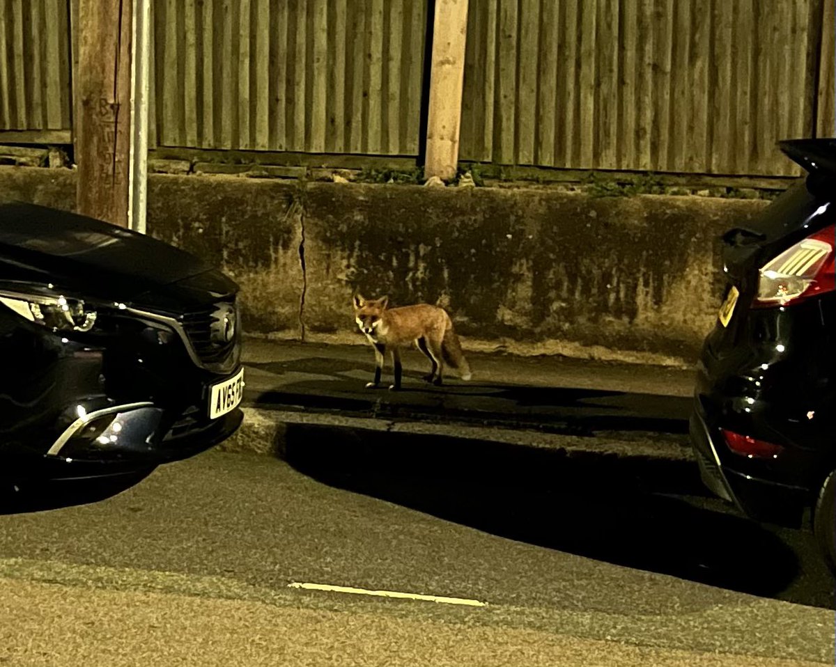 Sighted: suspected attacker of our bins and soiler of our front garden.