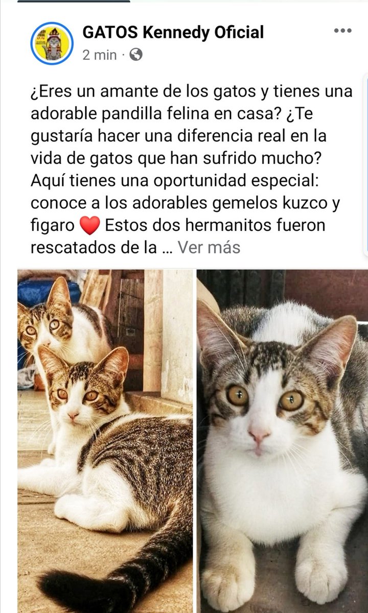 Continúa leyendo la historia de los gemelos en nuestra Fan Page "GatosKennedyoficial" comparte y difunde ellos te necesitan 😸