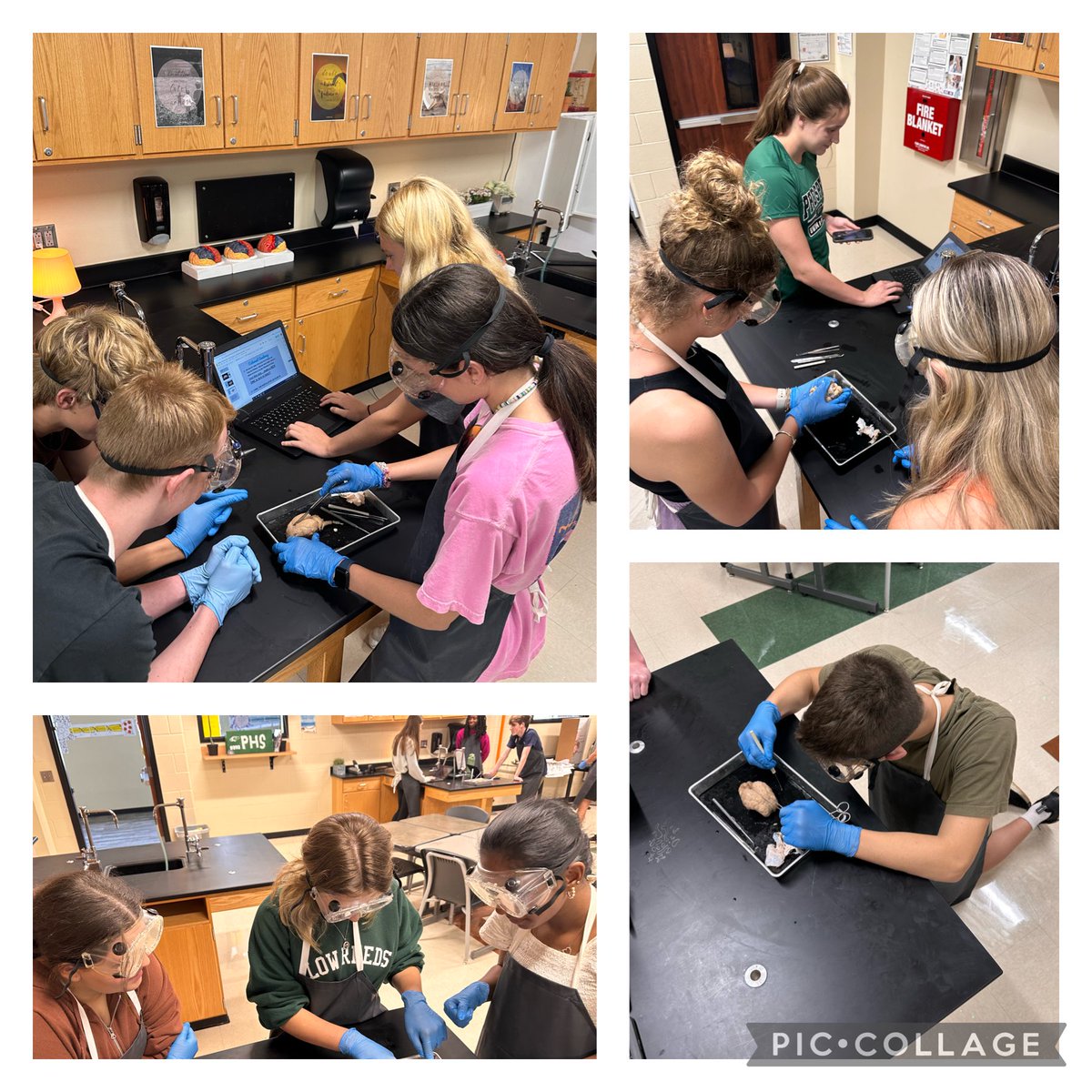 DarilynKrempin's tweet photo. So much brain power in one pic! It’s pig &amp; sheep brain dissection day in A&amp;P at THE ⁦@ProsperHS⁩ ⁦@ProsperISD⁩ #prosperscience #futuresurgeons https://t.co/D12Hrz0z7m