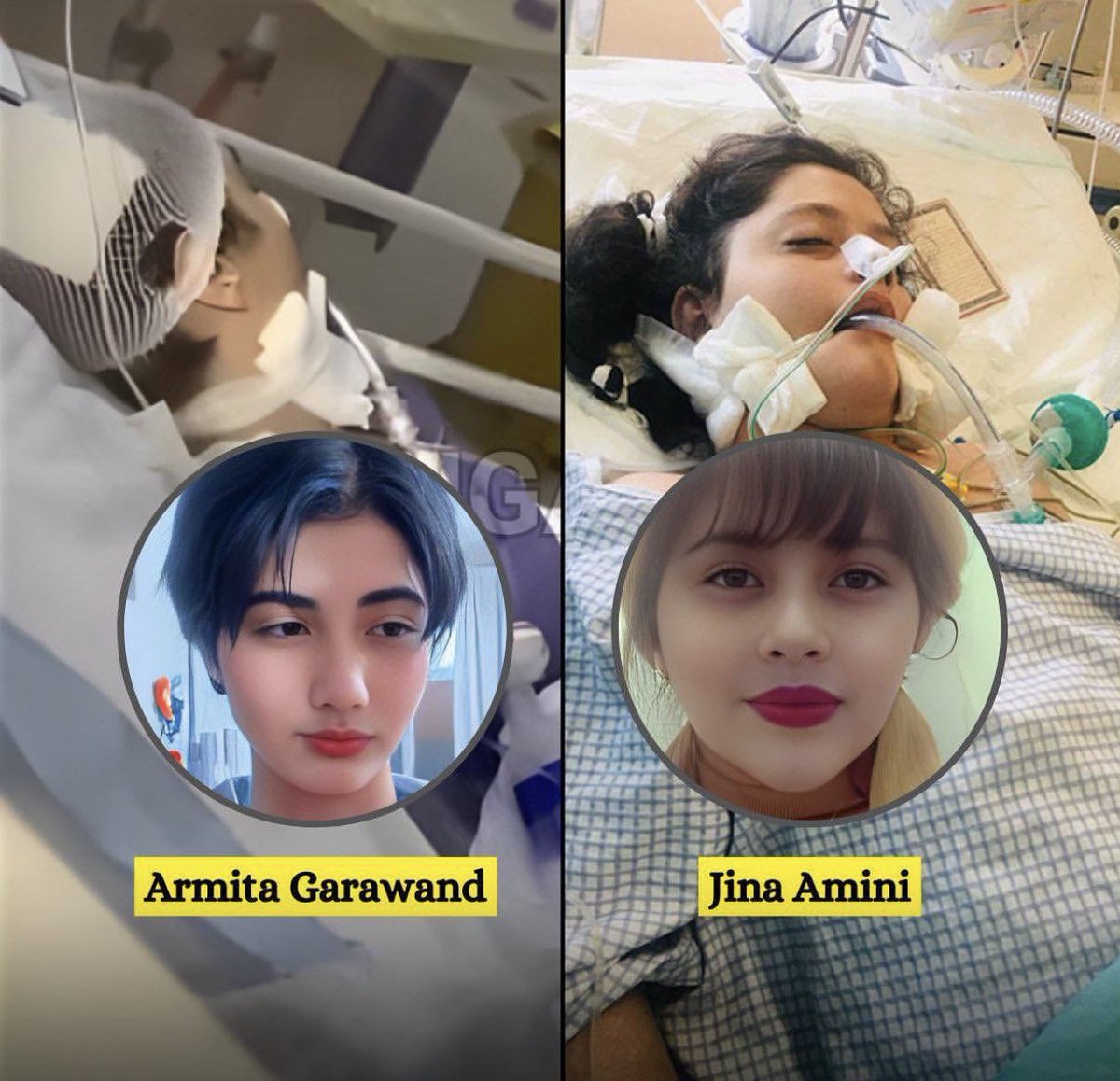 daii shayan tweet media