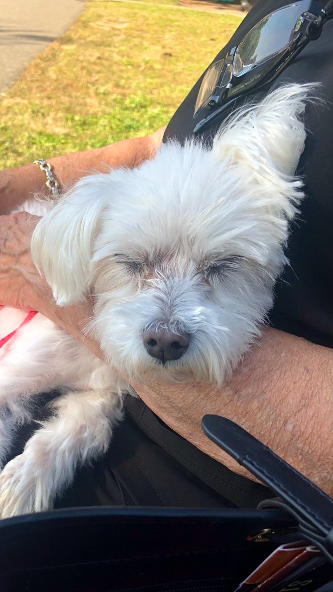 Jaxcarly0612's tweet photo. Hi 👋 it’s me Hayden! Mom and Grandma took us to the park today! We had fun… Carly took a snooze and I met a boy named Romeo🤭🤭🤭 I’m in love😍! Have a great evening everyone!♥️🥰💕🐾 #Hayden🤍 #Carly🤍 #ItsTooDamnHot🔥🥵 https://t.co/kOpxxQSnFY
