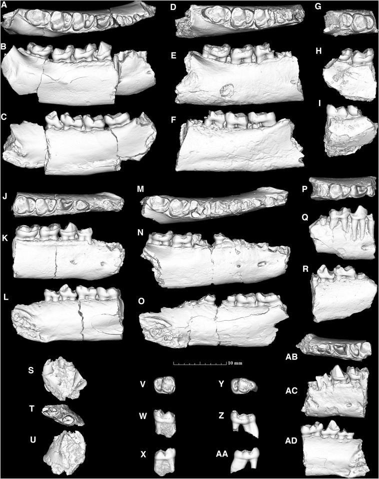 DesMoinesUniv's tweet photo. Researchers from three academic institutions, including Rachel Dunn, associate professor of anatomy at DMU, released a study detailing the discovery of two new species of prehistoric primates resembling modern-day lemurs. 🔎 Learn more:  https://t.co/9ZMyxyUtWj https://t.co/T4k7aG1d0V