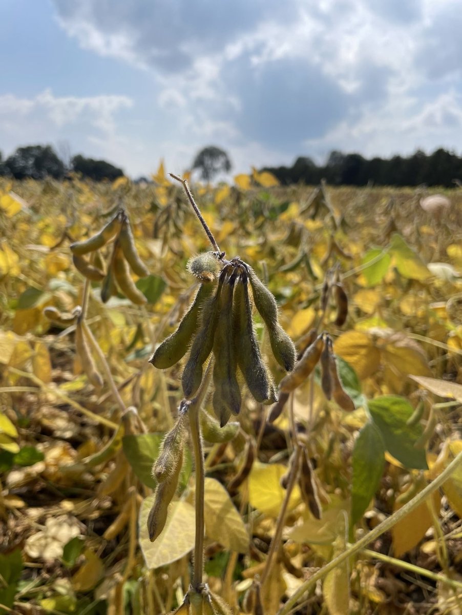 MariekePatton's tweet photo. Plot harvest rolled through Drayton Friday on 30” rows!
🥇DK EXP 0.4RM 70.5bu/ac
🥈P06A48X (Xtend)
🥉DKB03-25
Photo from the plot on Sept 7th! Full details on the website soon!
#Harvest23
#MakingHistory
#XtendBeans
#DEKALBseeds https://t.co/QANOlhumC6
