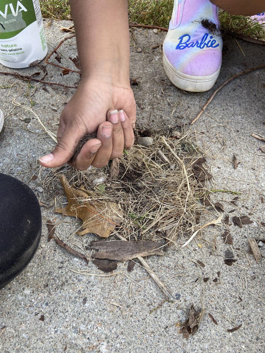 MmeHorowitz's tweet photo. Today we followed up with our science inquiry from yesterday. It turns out topsoil helps with nest building more than sand. We compared the two and tested them out. Problem-solving, collaboration, inquiry! @takemeoutside #outdoorlearning https://t.co/O3vNFlIdeA