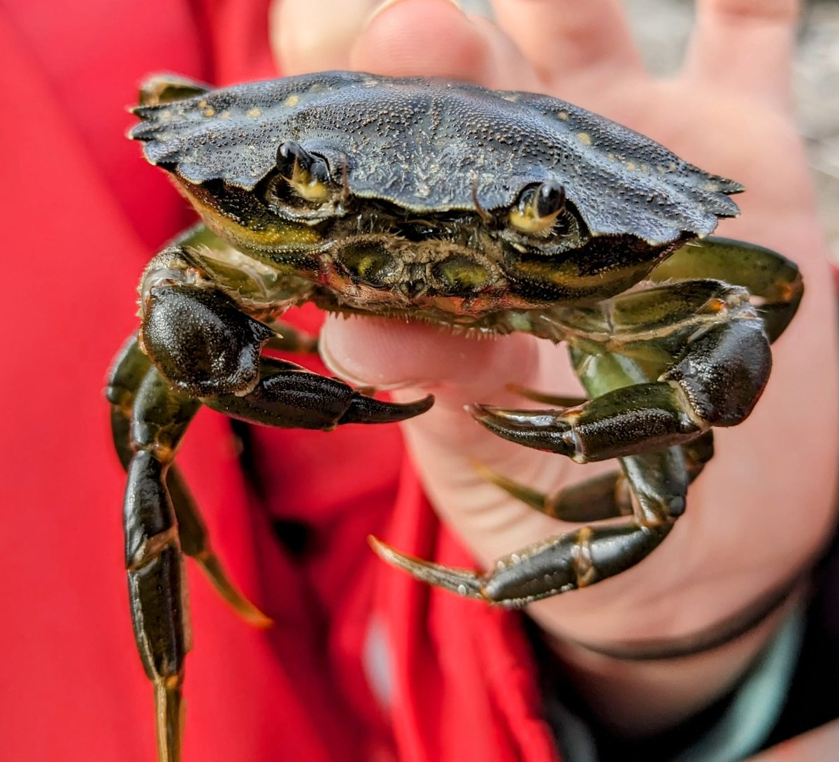 Trewern OEC tweet media