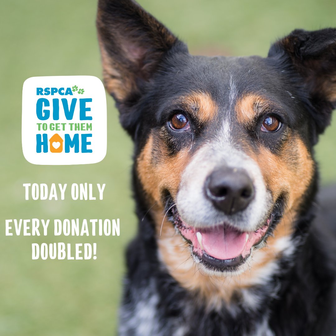 RSPCA SouthAustralia tweet media