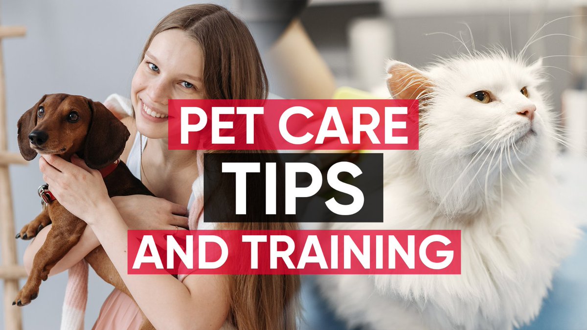 Pet Care Tips and Training Techniques youtu.be/3Us7qdyzkZs?si… via @YouTube #PetCare #PetTraining #PetTips #PetParenting #PetHealth, #PetGrooming #PetBehavior #PetObedience #PetSocialization #PetEnrichment #DogTraining #CatTraining #BirdTraining #PetSafety #PetBonding #pet