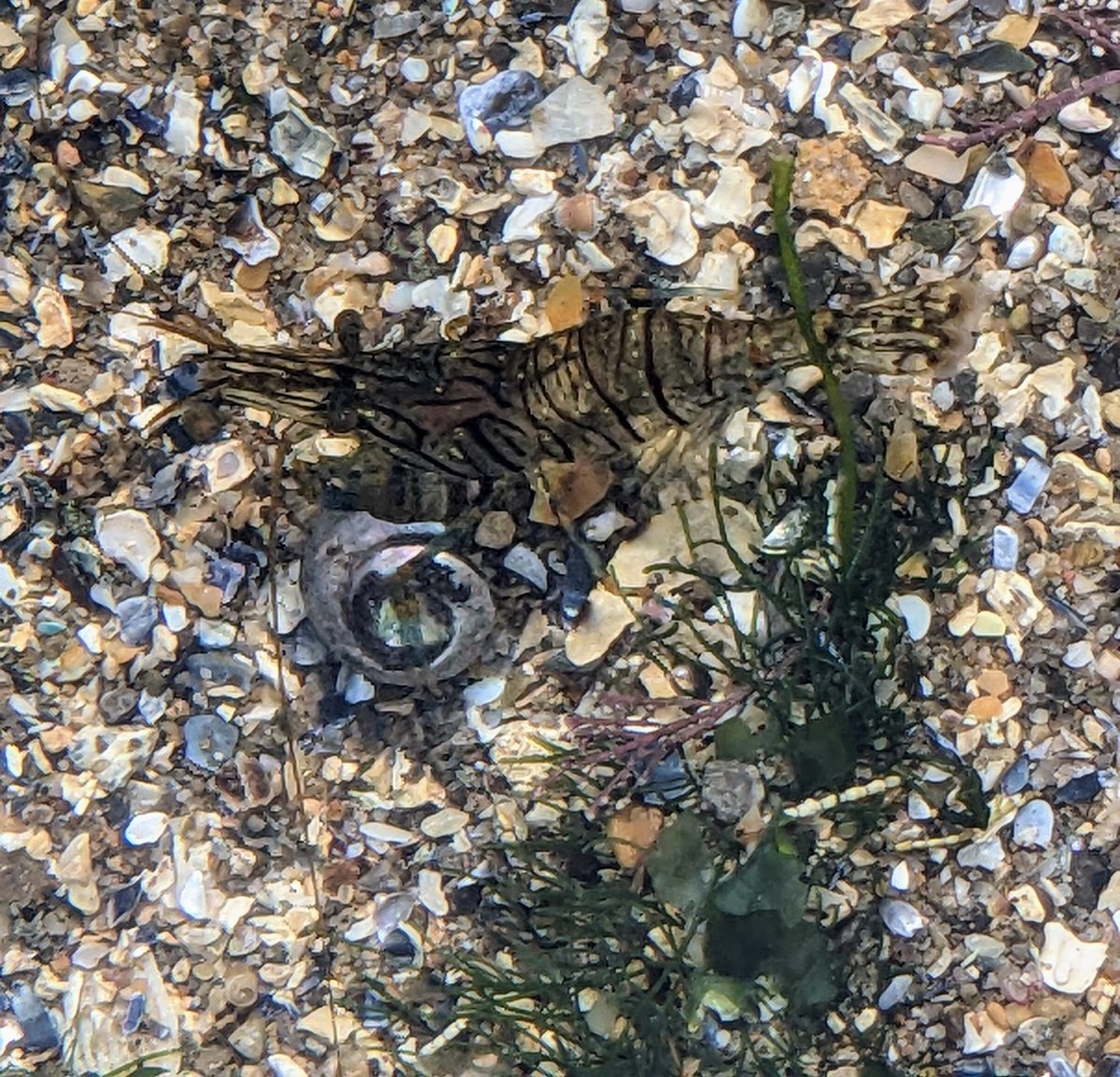 Trewern OEC tweet media